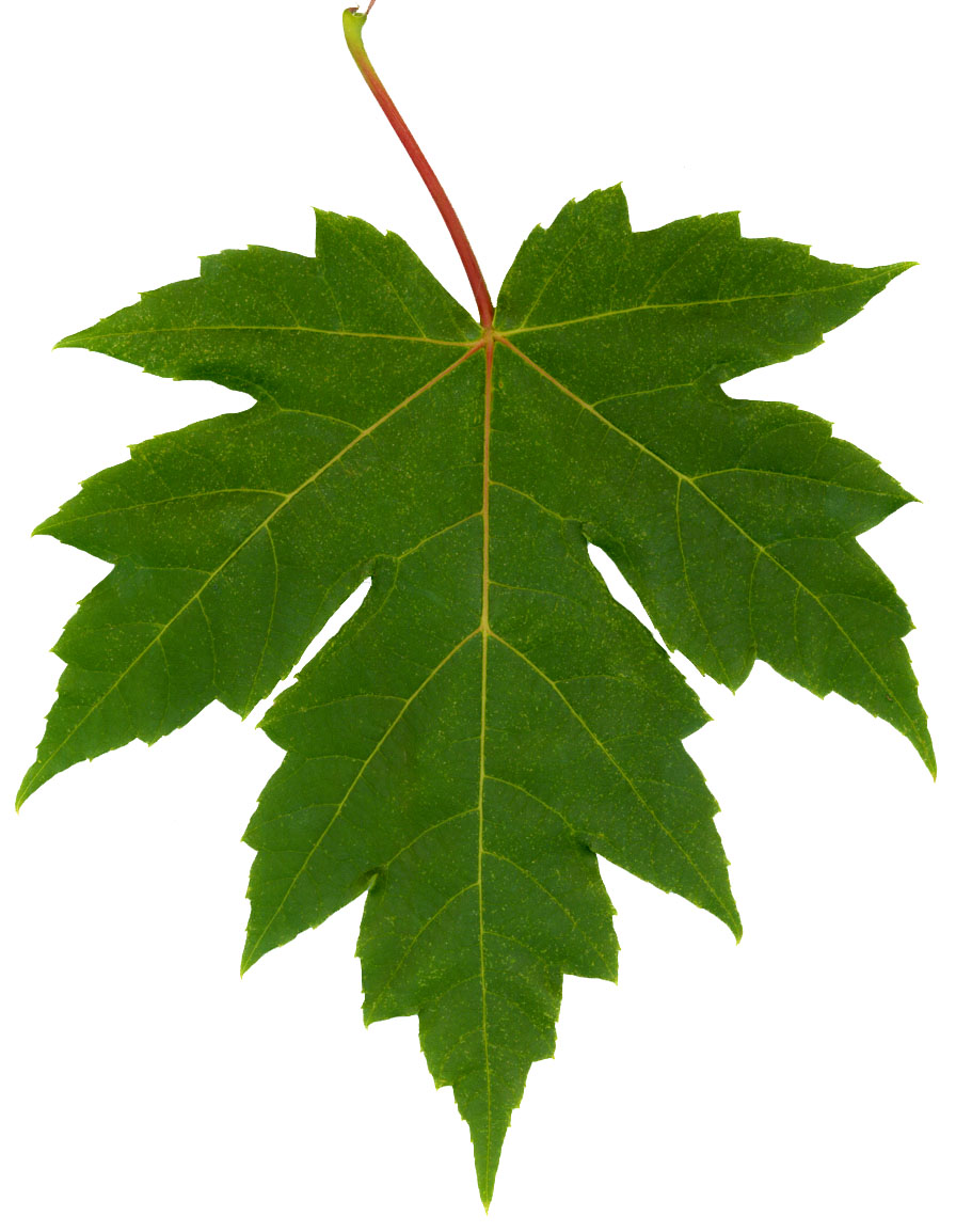 File:Freeman maple leaf.jpg - Wikimedia Commons