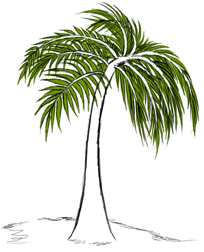 Palm Tree Leaves Drawing Easy - The Home Garden