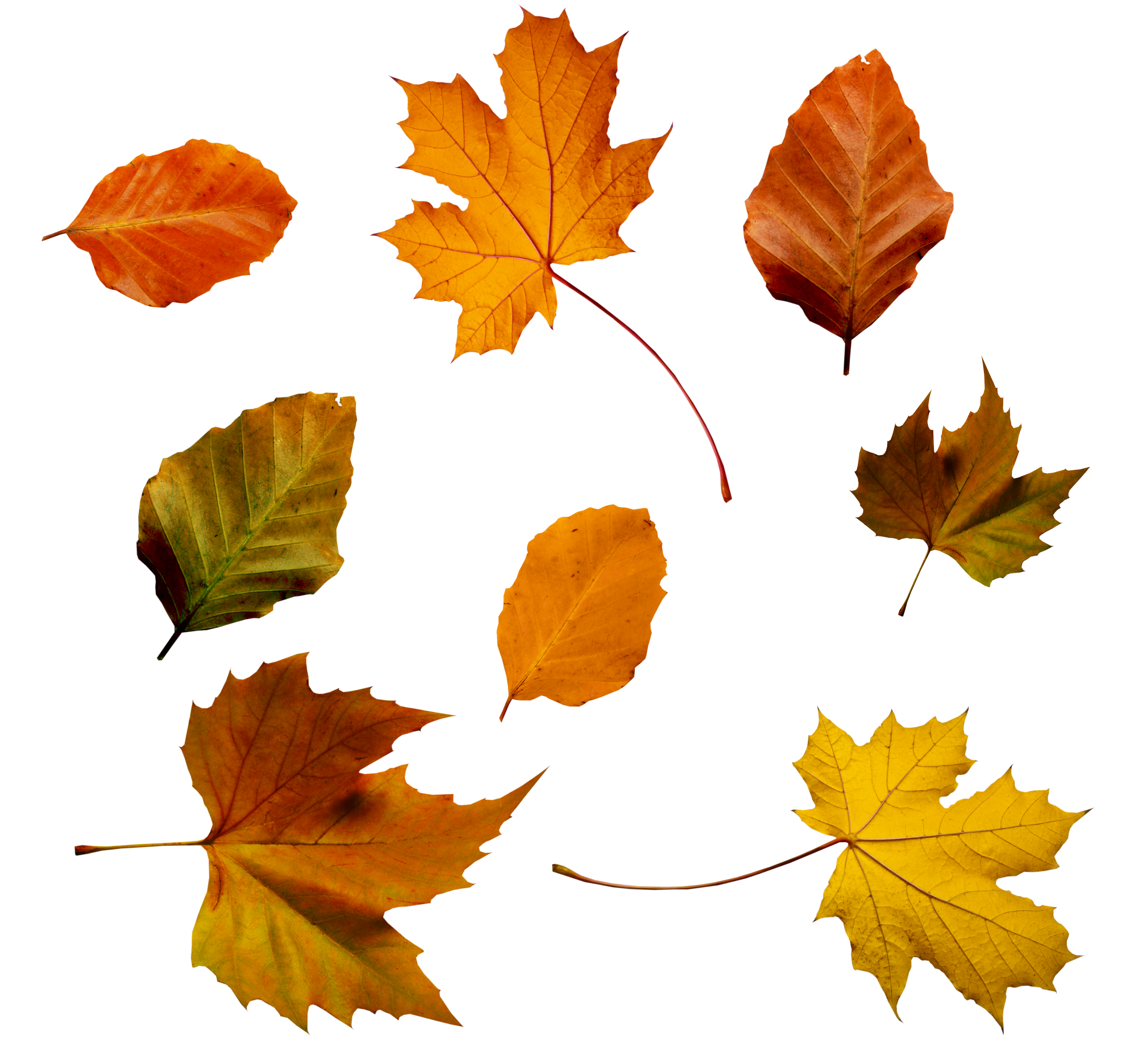 Autumn Leaves PSD by Atticresources on Clipart library