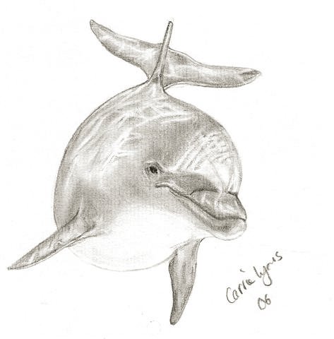 Another Dolphin Drawing by carriephlyons on Clipart library