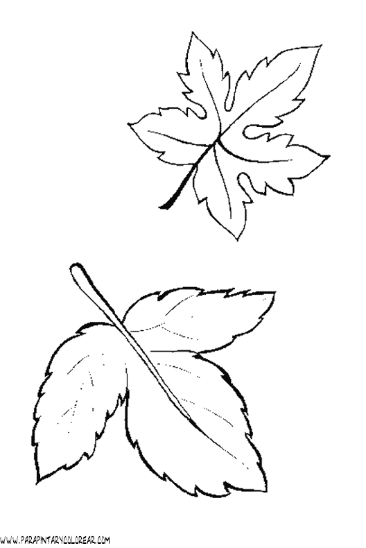 hojas de arboles para dibujar - Clip Art Library