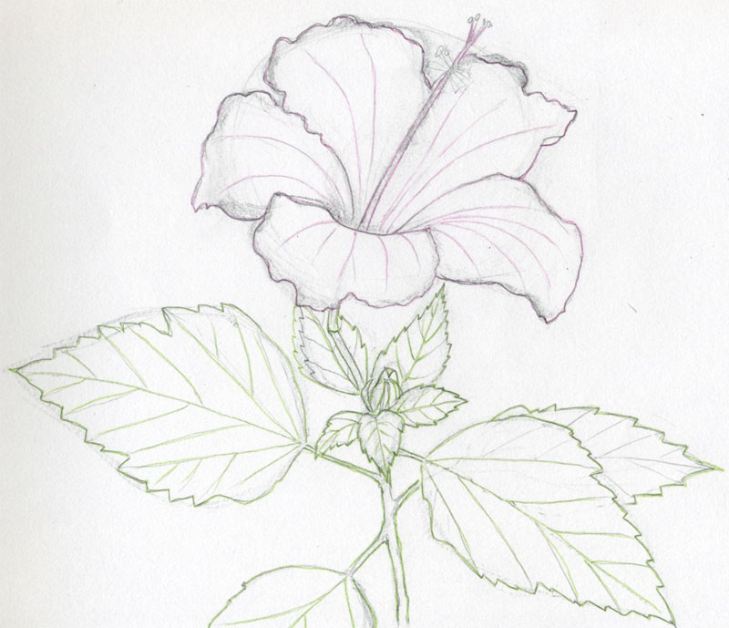 Hawaiian Flower Drawing.