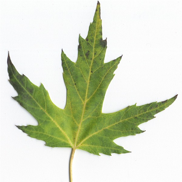 Differences Between Hard Maple and Soft Maple | The Wood Database