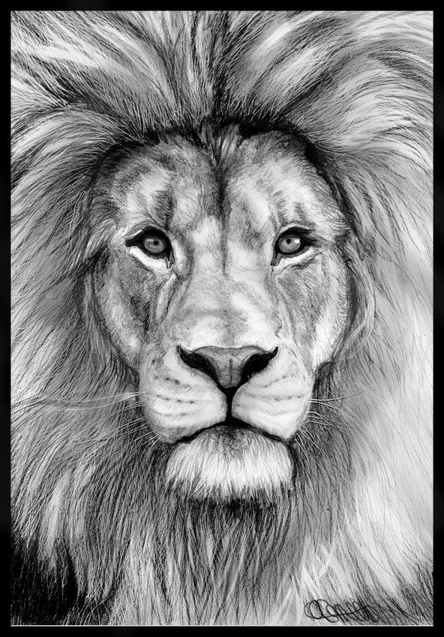 Featured image of post Pencil Drawing Images Animals / You can also explore more drawing images under this topic and you can easily this page share with your friends, family and loved one.