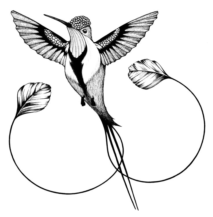 Marvelous Hummingbird by Andreas Preis | Awesome Art Work | Clipart library
