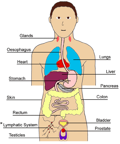 Body Parts Diagram Man - Human Organ Diagram Male Anatomy Organs Human