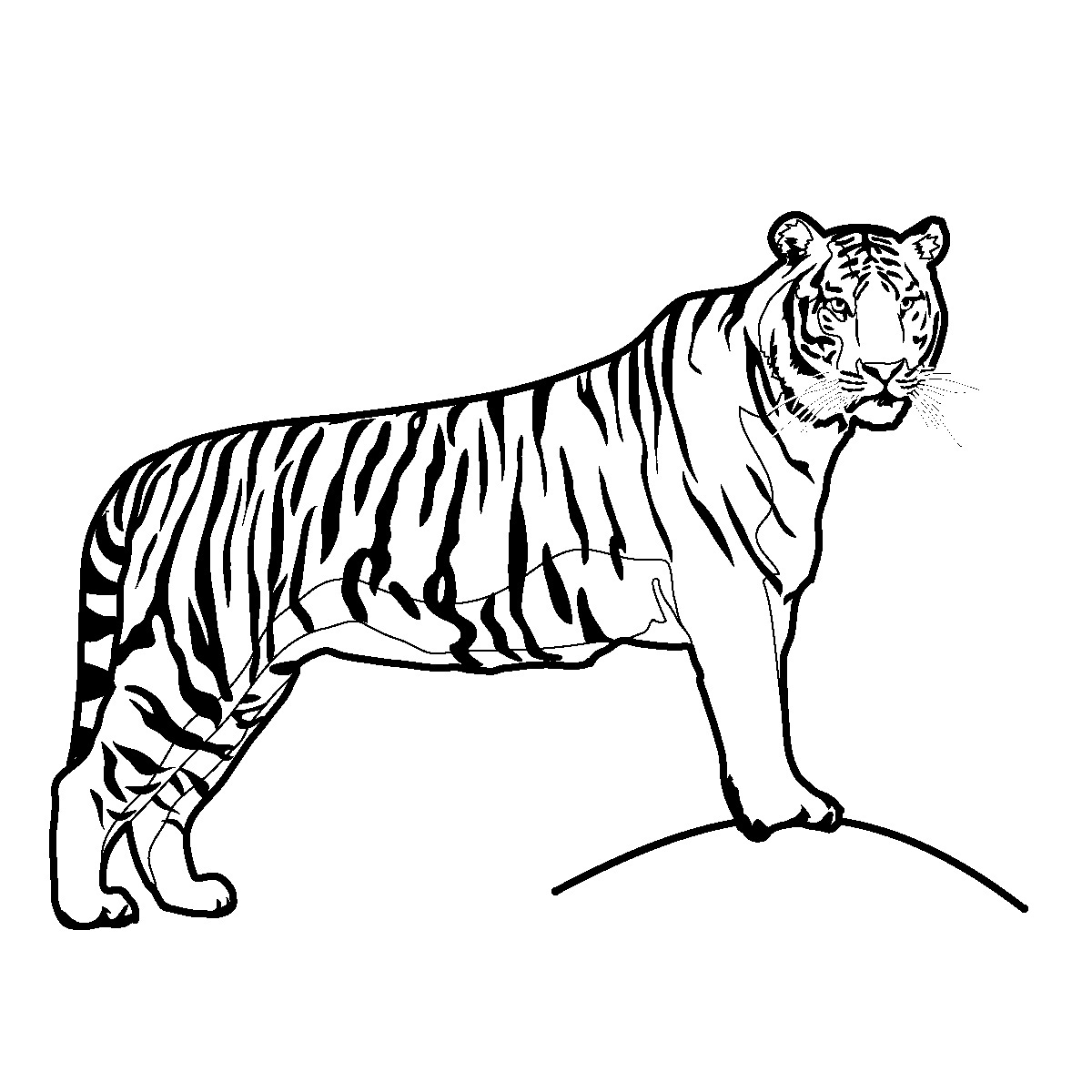 Free Black And White Tiger Clipart, Download Free Black And White Tiger