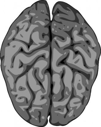 Brain Free vector for free download (about 57 files).