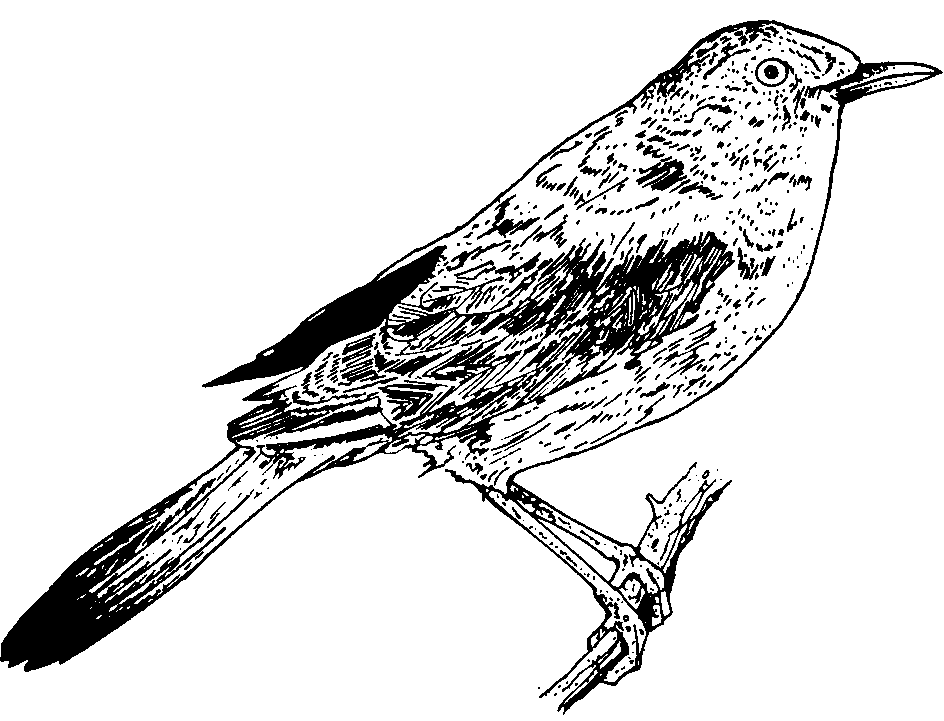 Nightingale Clip Art