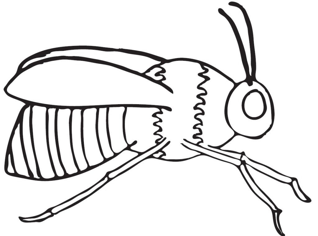 Bumble Bee Coloring Pages - Free Coloring Pages For KidsFree 