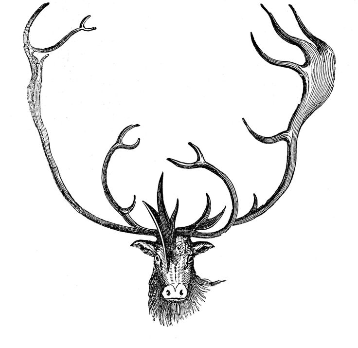 Vintage Animal Clip Art - Caribou with Antlers