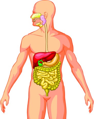 Human Body Diagram Organs Not Labeled Clip Art Library