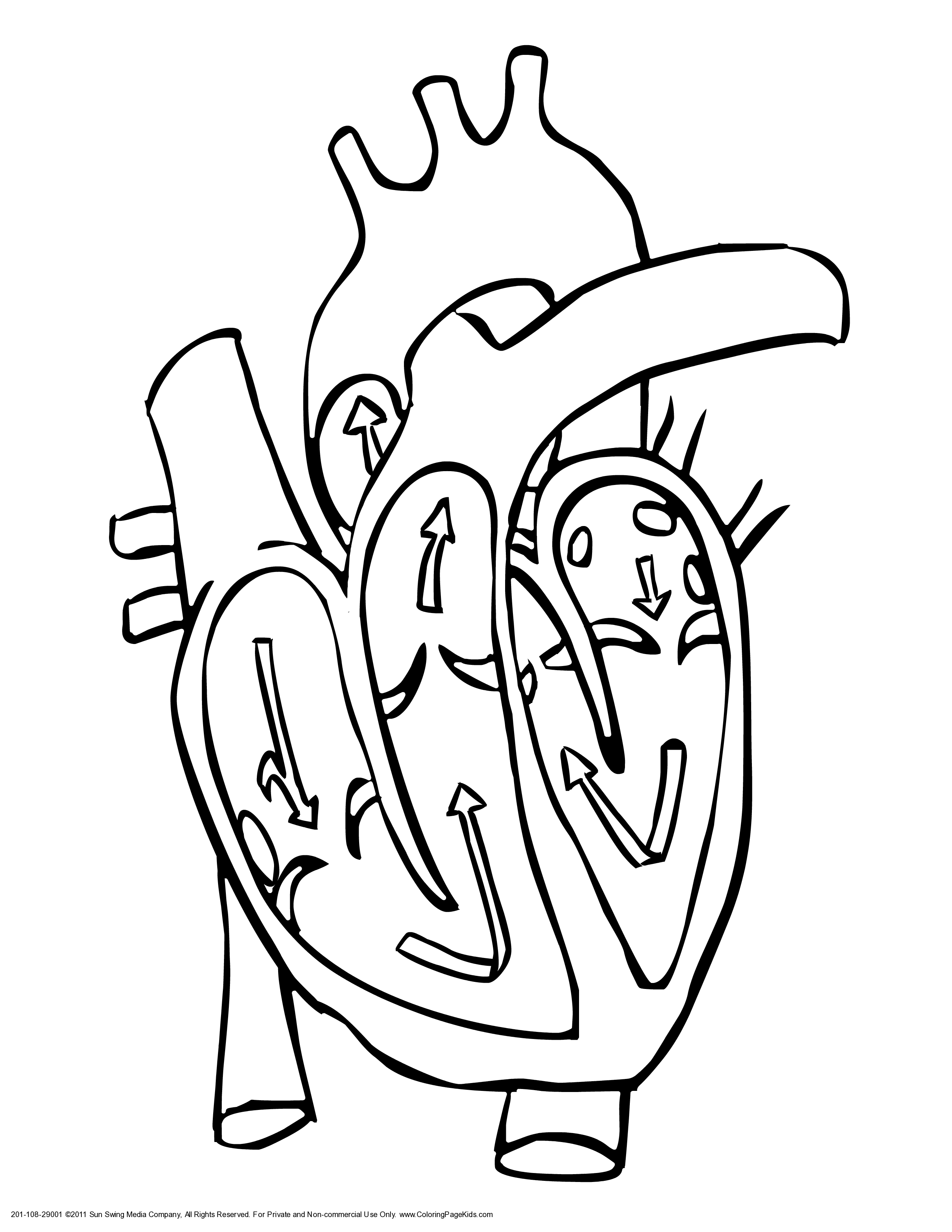 Free Human Heart Sketch Diagram, Download Free Human Heart Sketch