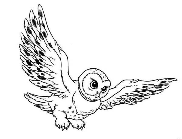 Flying Owl Drawing - Clipart library