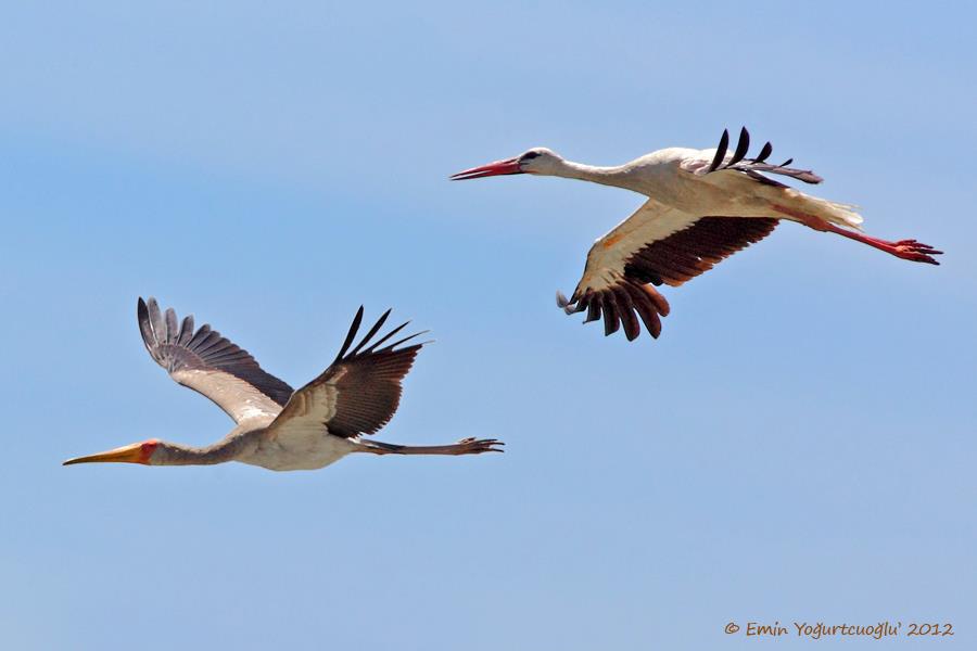 Yellow-billed Stork in Turkey | Birding Frontiers