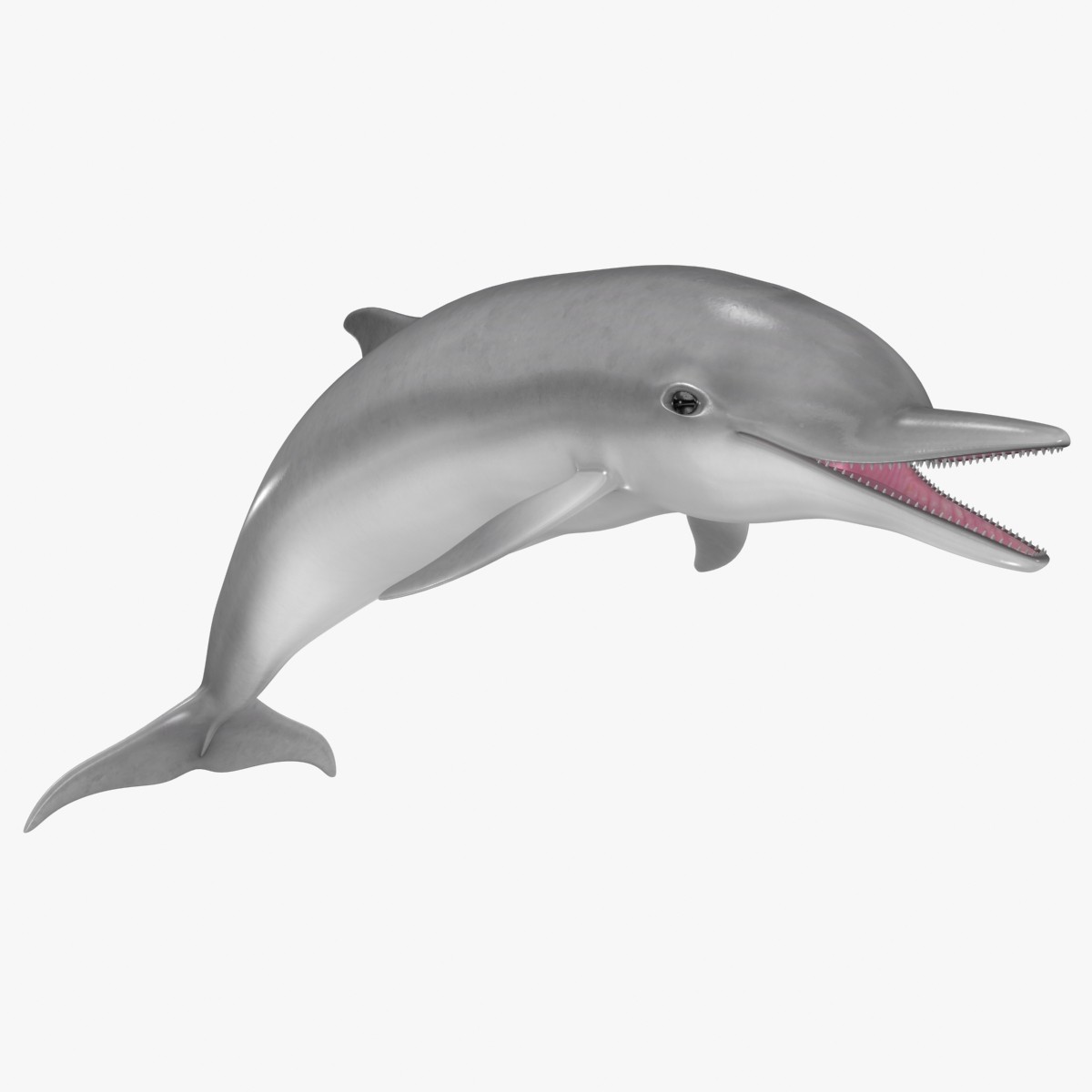 Clip Arts Related To : bottlenose dolphin. view all Animated Dolphins). 