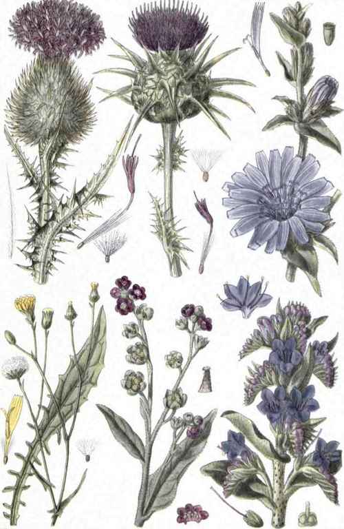 I-Spear-Thistle-Cnicus- 