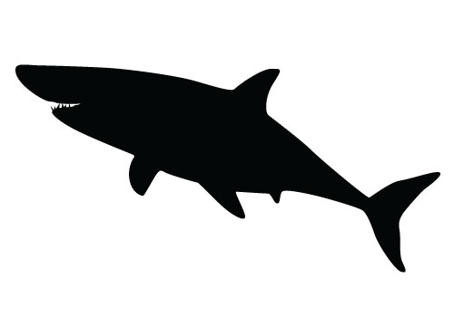 Shark Silhouette Vector |