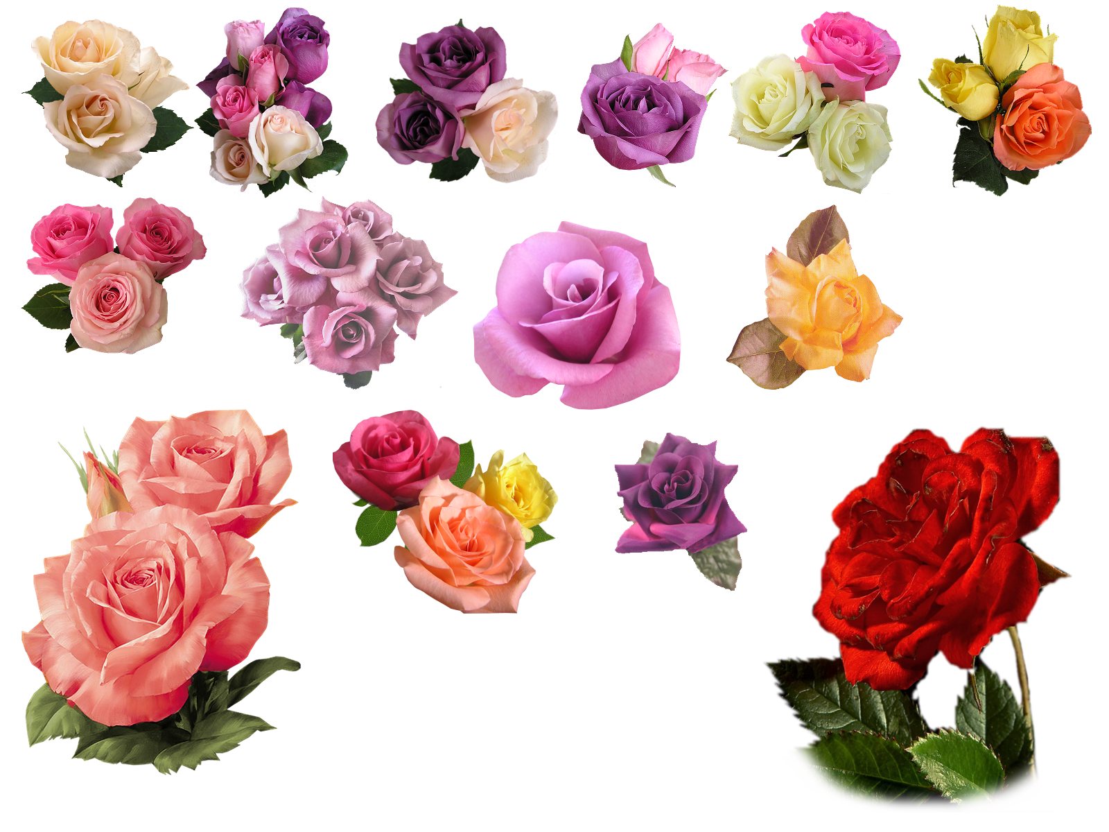 Rose PNG image all colour - transparent background