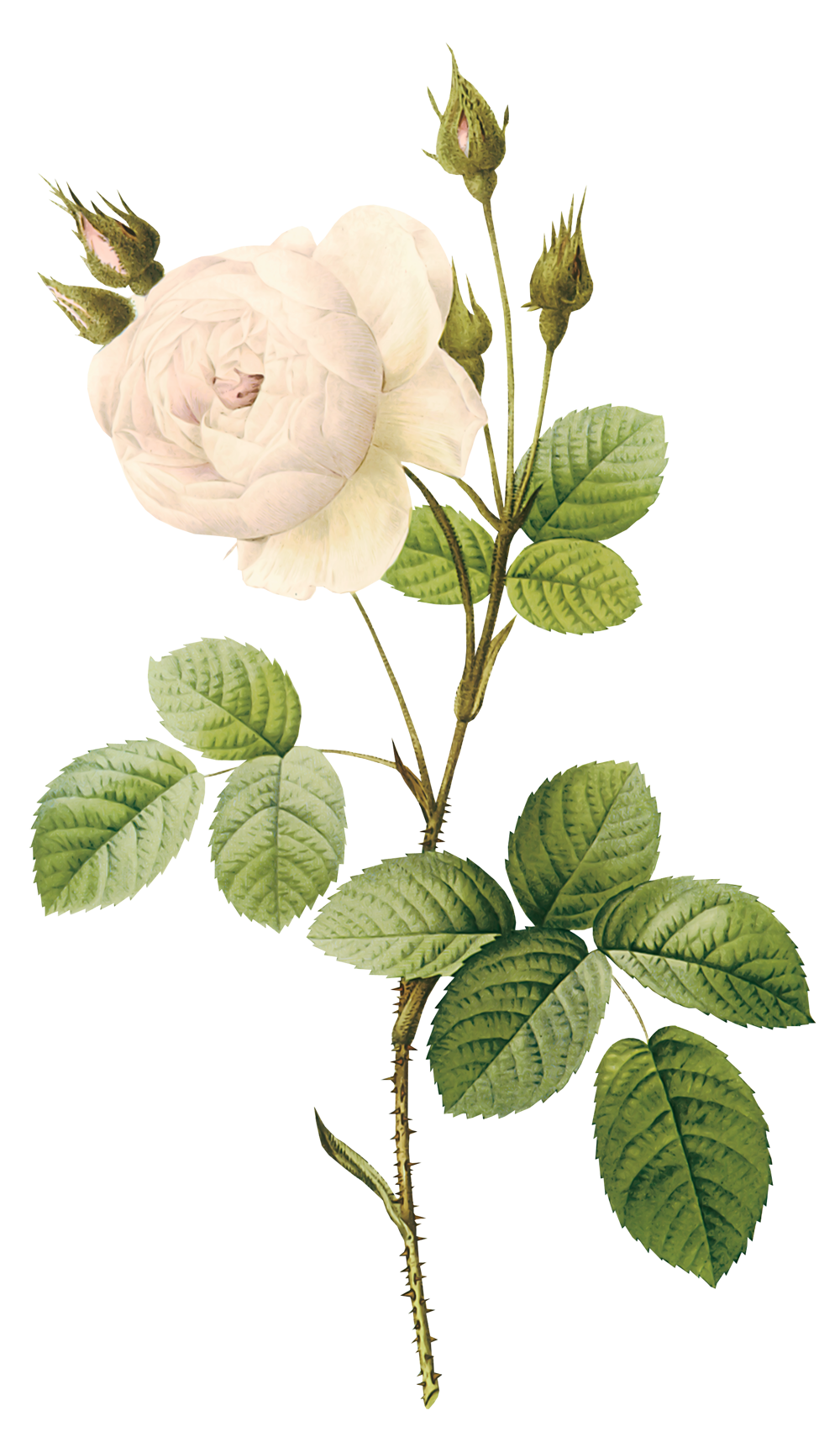 white_roses_PNG2798.png
