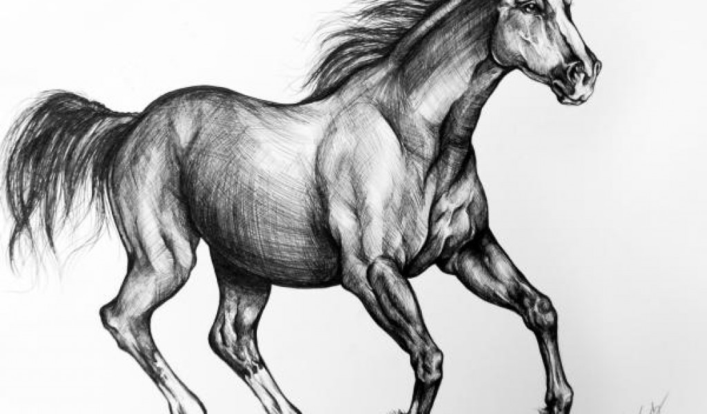 drawings of mustangs horses - Clip Art Library