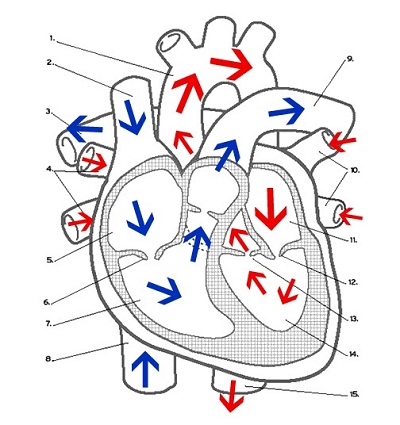 Heart Labeling (KEY)