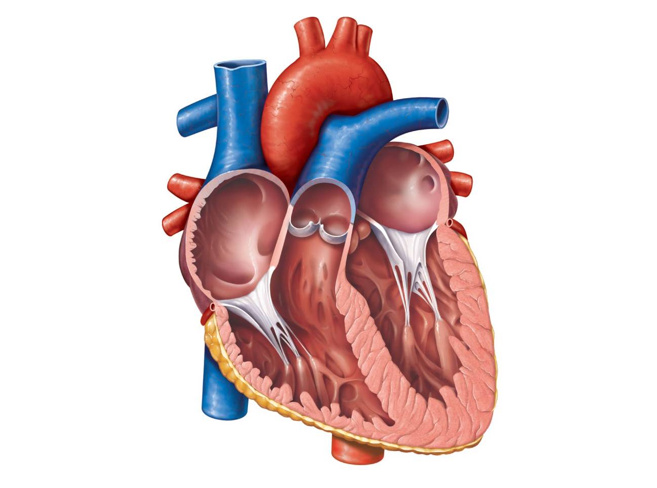 human heart diagram without labels