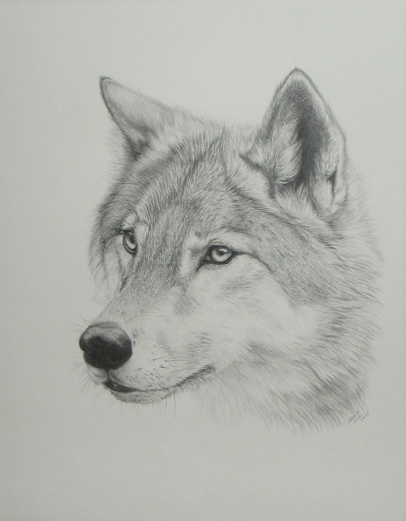 Awesome Wolf Drawings - Gallery