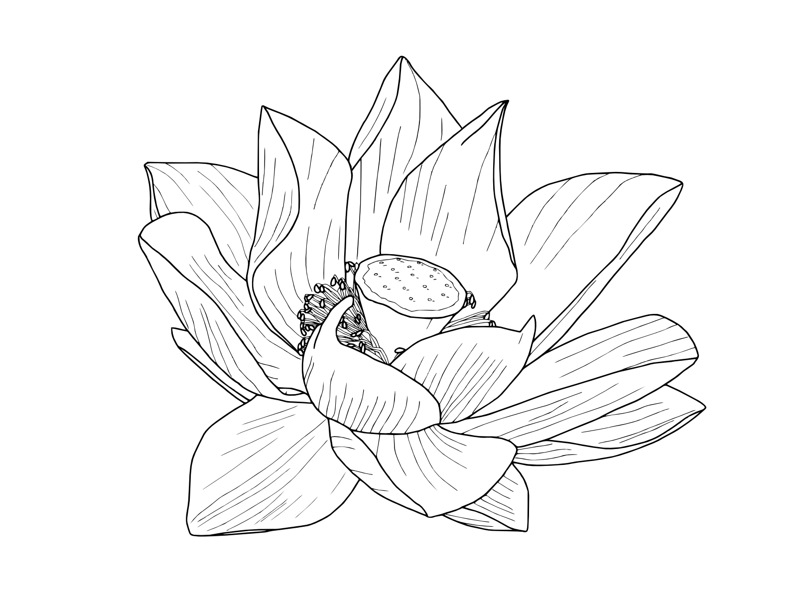 Free Lotus Flower Outline, Download Free Clip Art, Free