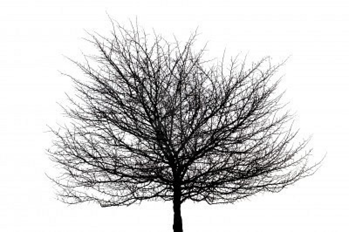 black tree silhouette image