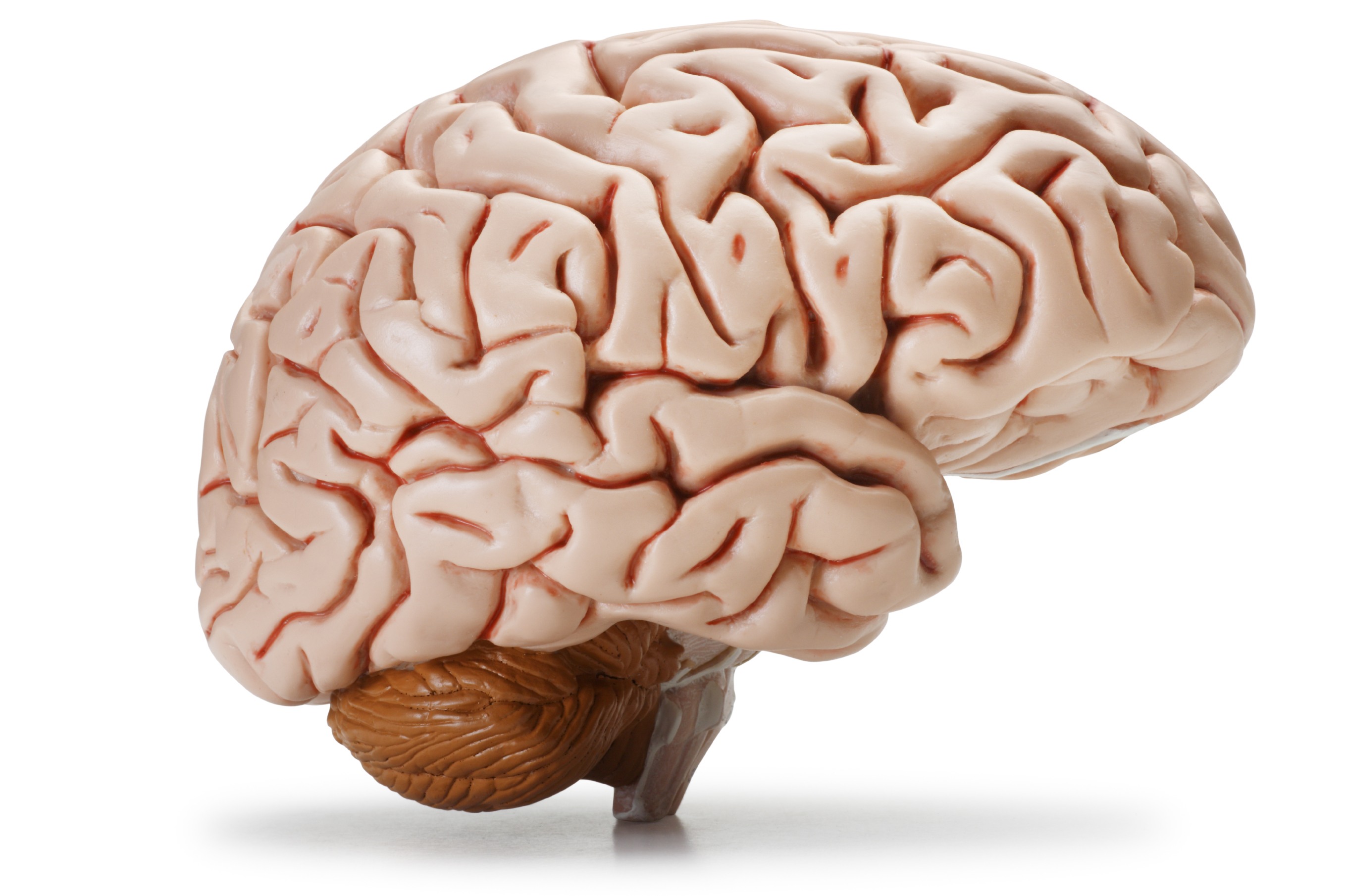 free-brain-download-free-brain-png-images-free-cliparts-on-clipart