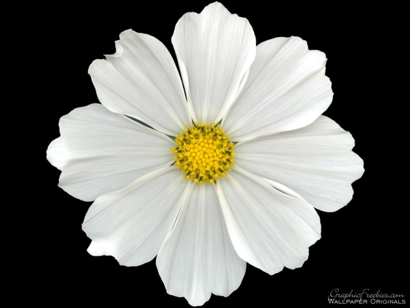 Free Simple Flowers, Download Free Simple Flowers png images, Free