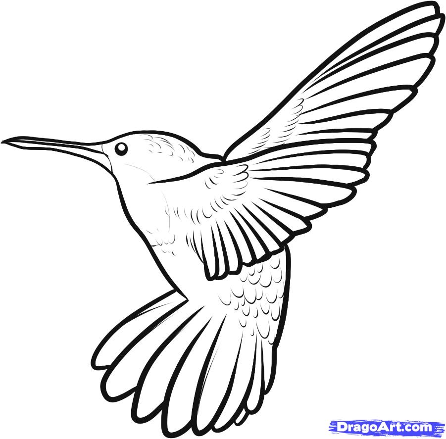ruby throated hummingbird drawing - Clip Art Library