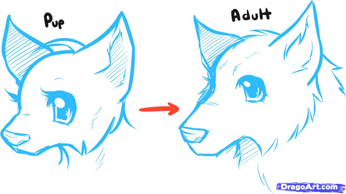 Learn How to Draw Anime Wolves, Anime Wolves, anime animals, Anime 