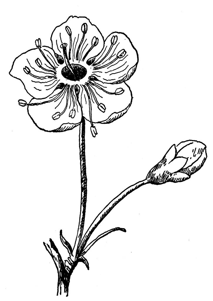 flower tattoo clip art - photo #8