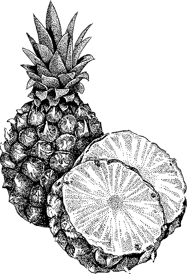 Pineapple Clipart Black And White | Clipart library - Free Clipart 
