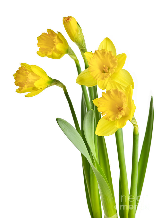Spring Yellow Daffodils by Elena Elisseeva
