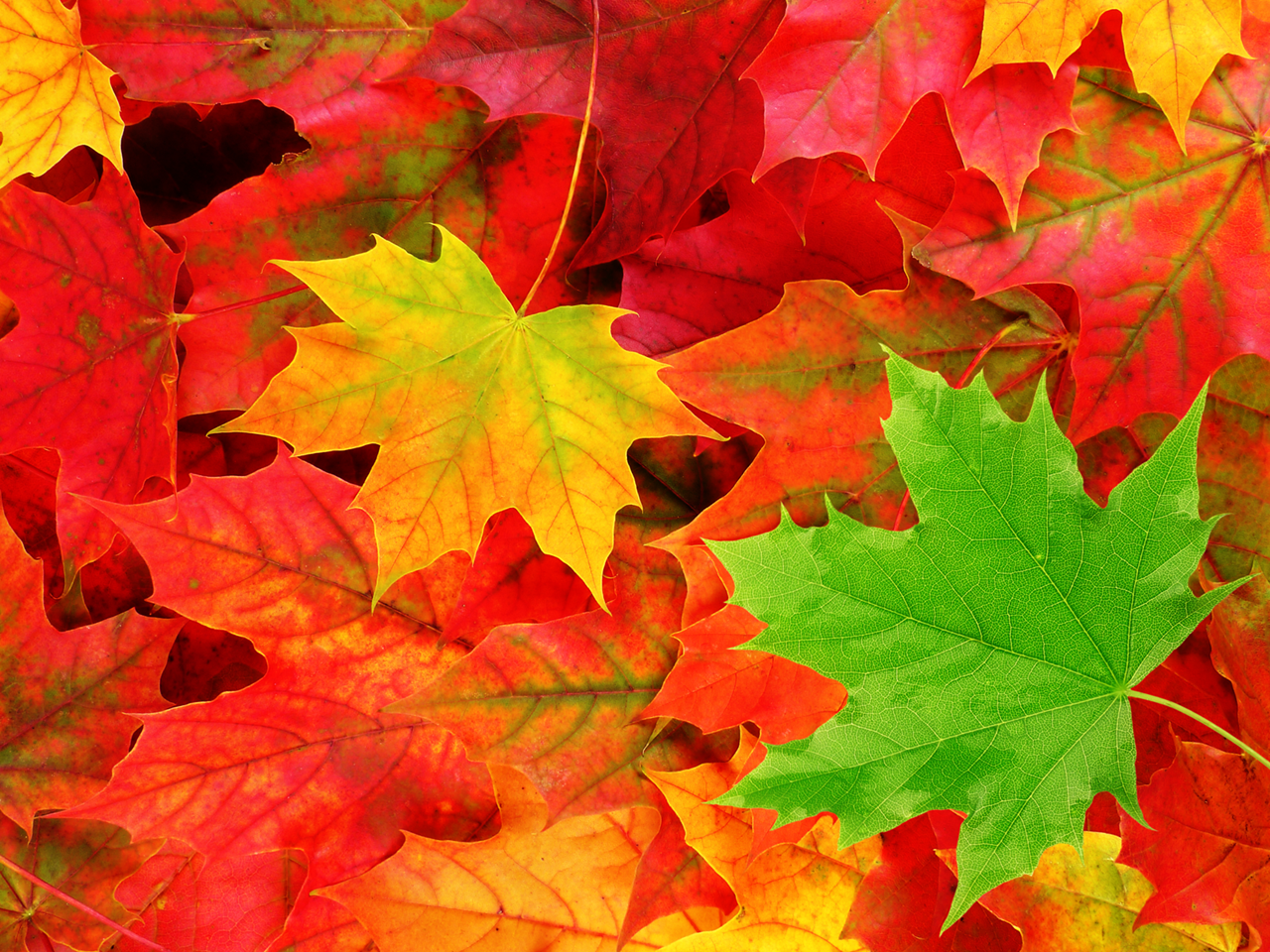 high resolution autumn leaves background - Clip Art Library