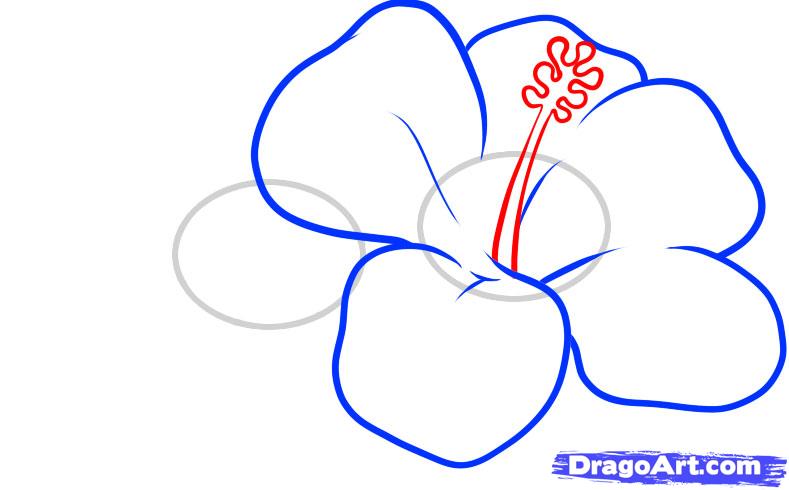 How to Draw Hawaiian Flowers, Step by Step, Flowers, Pop Culture 