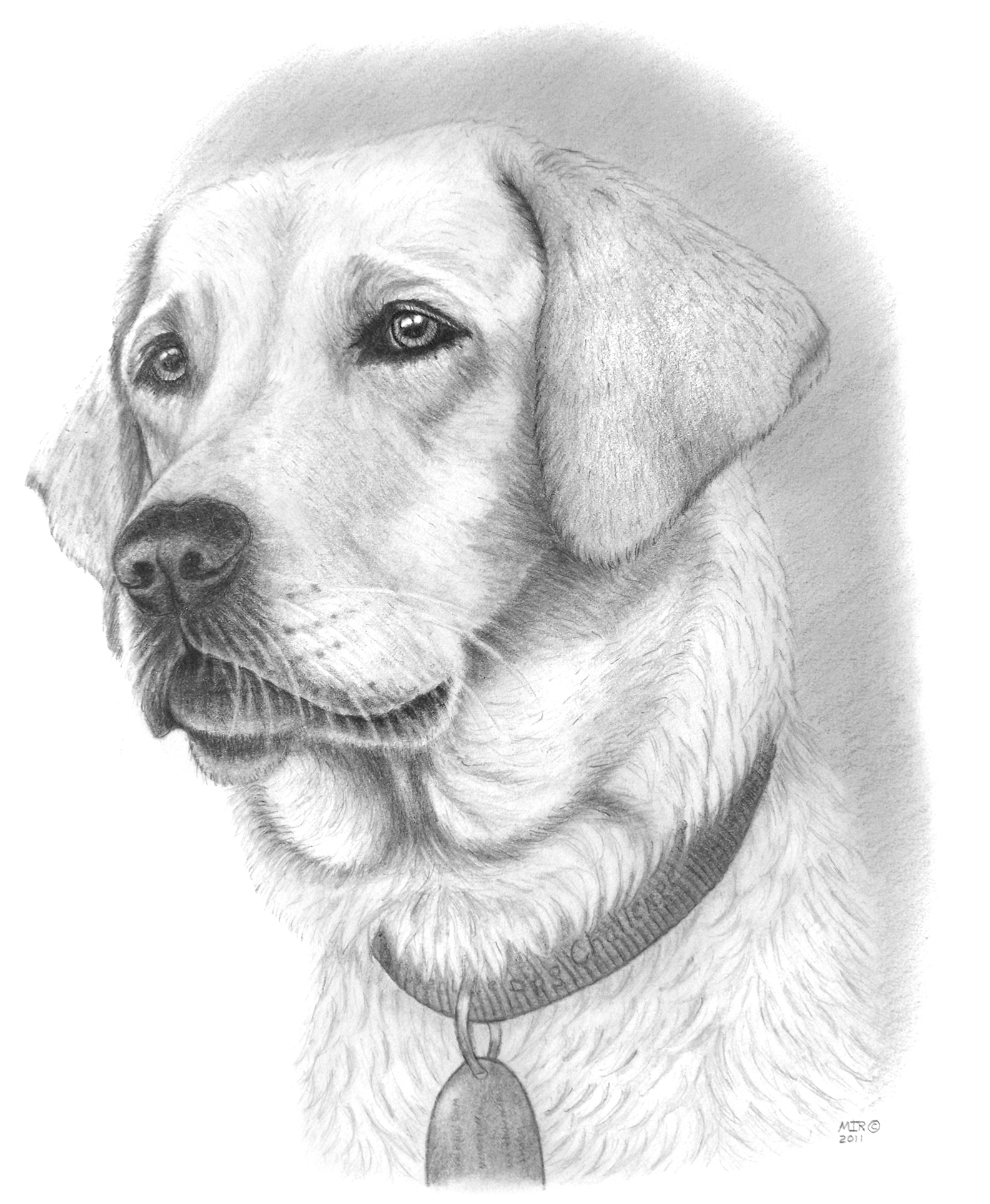 Pencil Drawing Dog - bestpencildrawing