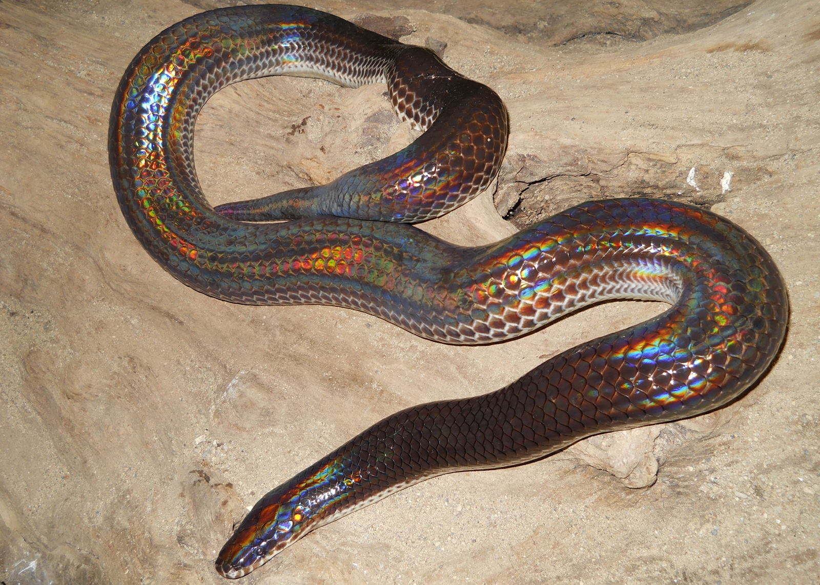 Sunbeam Snake | Reptile  Amphibian Discovery Zoo