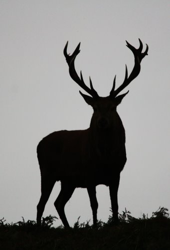 Panoramio - Photo of Red Deer Silhouette