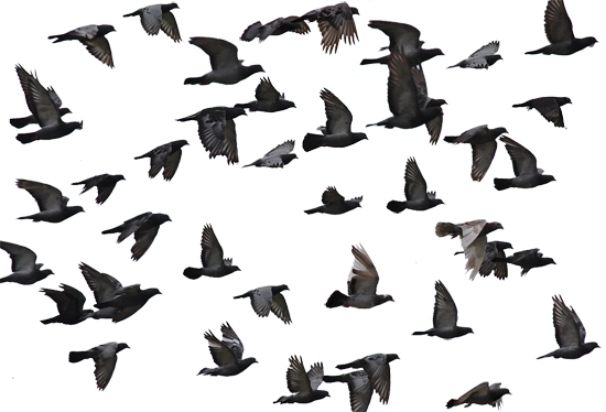 Mumtaztic Pigeon Loft - Pigeon Genetics - Pigeon  Human Interaction