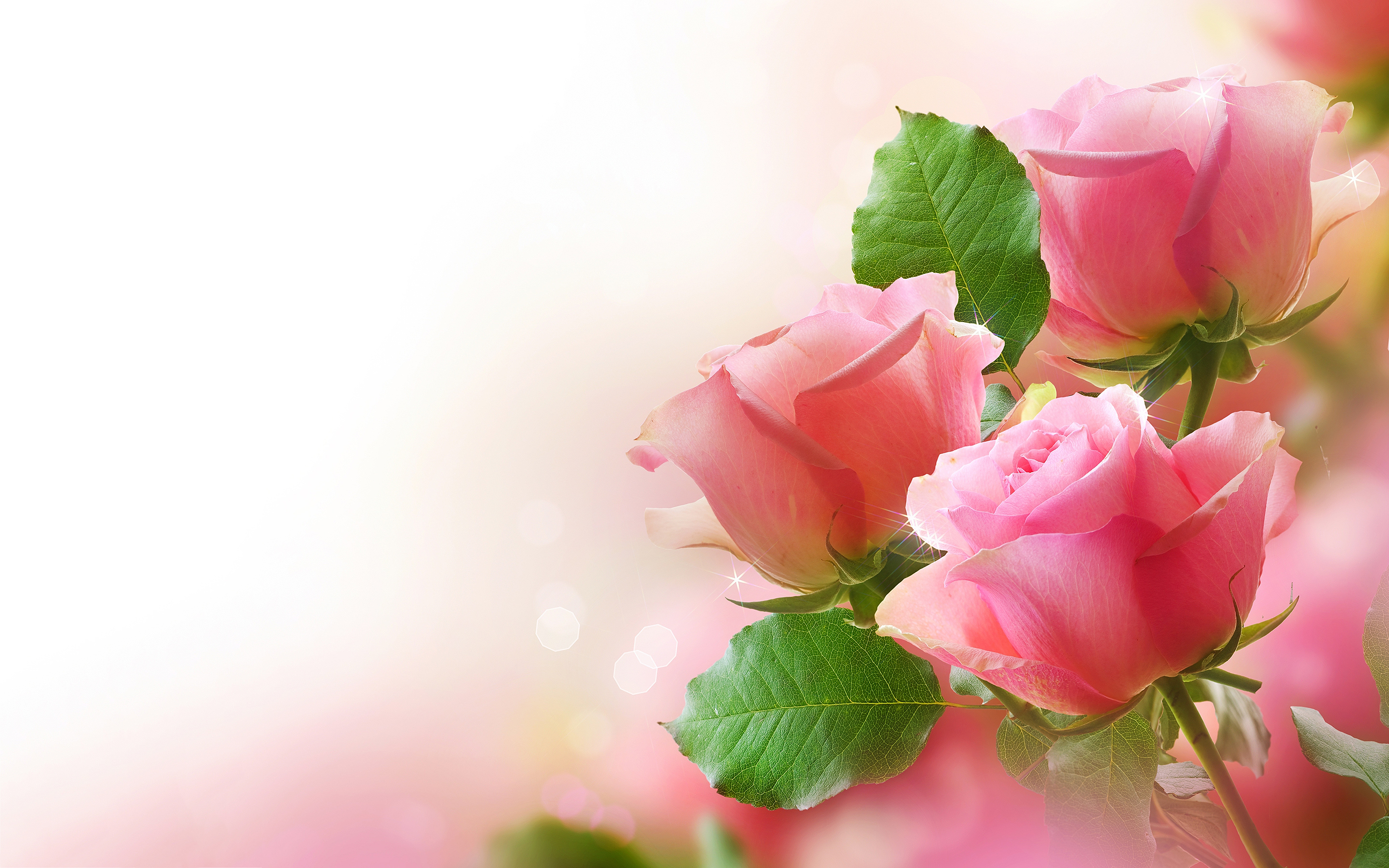 gulab flower wallpaper