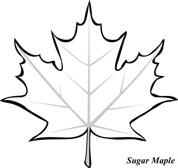 Maple Leaf Drawing - Gallery