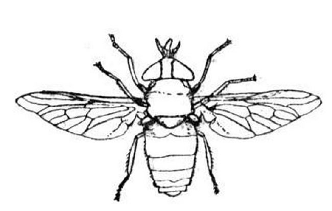 i for insects Colouring Pages
