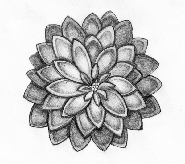 Pencil drawing - Flowers on Behance