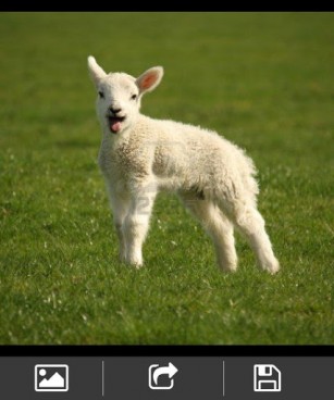 Cute Baby Sheep Wallpapers for Android