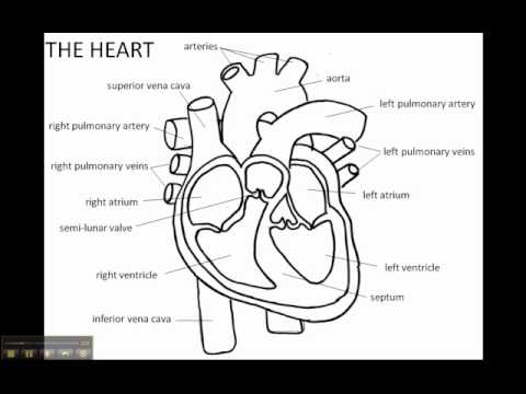 Free Human Heart Sketch Diagram, Download Free Human Heart Sketch