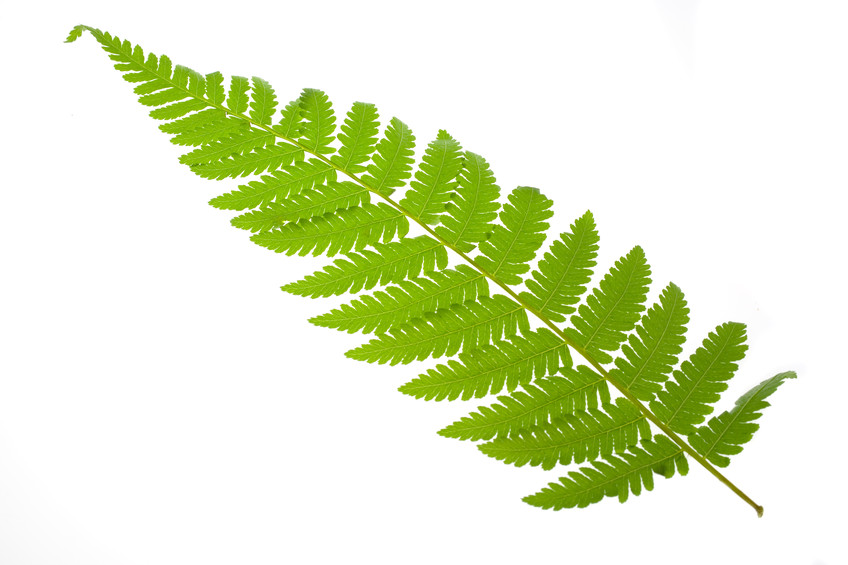 clip art fern leaf - photo #31